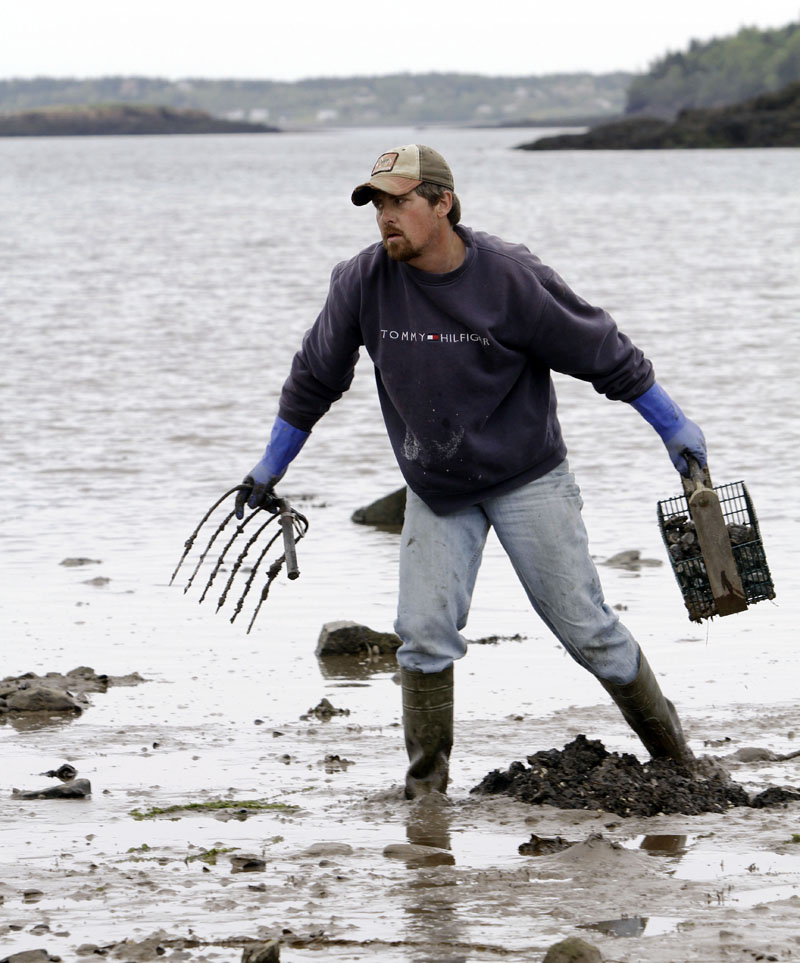 Clammer David Case makes his way along the mud flats searching for a new spot to dig in Lubec.