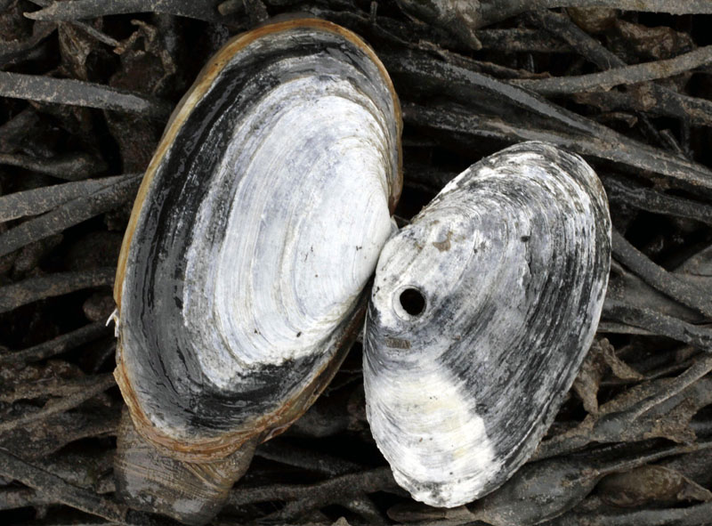 The remains of a softshell clam, right, the meat eaten by a moon snail, is posed beside a healthy clam.