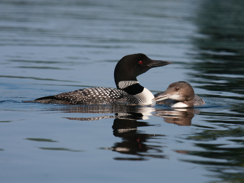 “Proud Parent,” captured on Little Sebago Lake by Marie Shelden, took “Judge’s Honorable Mention” in the 2009 Maine Loon Project Photo Contest. Little Sebago typically has the most loons of any lake in the Lakes Region.