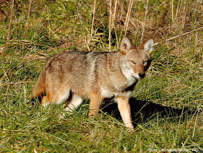 Coyotes aren’t harmful to humans; they’re useful instead, says a fan.