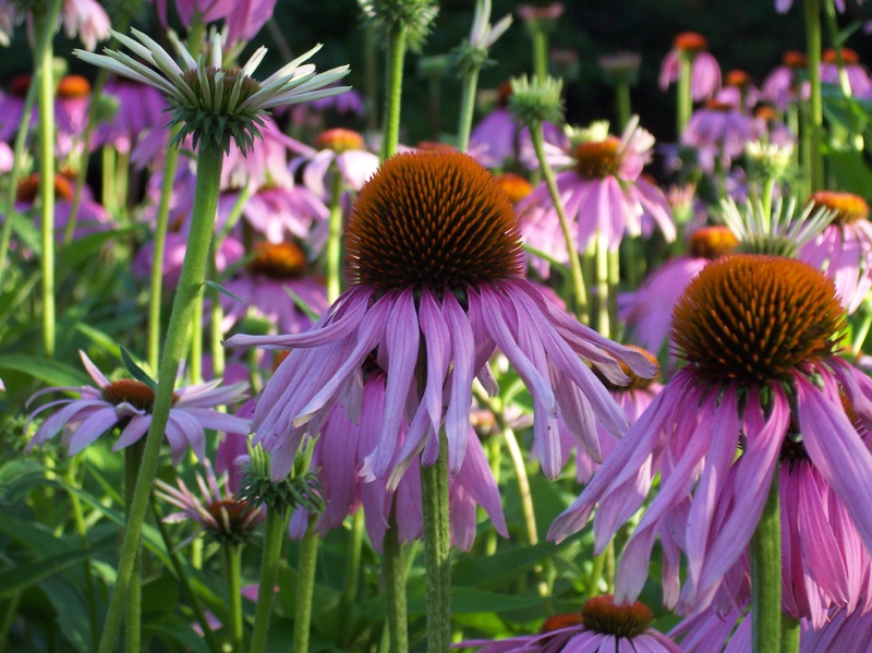 Coneflowers share the same distinctive architecture as other members of the daisy family.