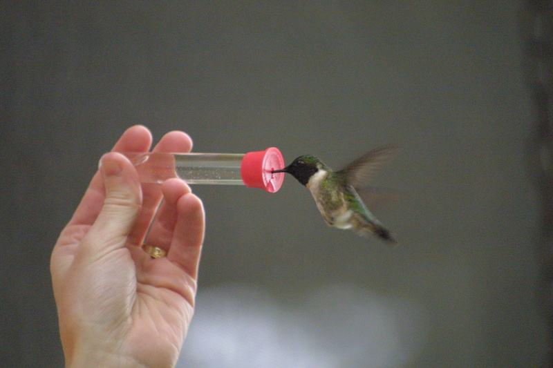 A hummingbird gets up close and personal, feeding from a hand-held gadget, which some enthusiasts are even bold enough to hold in their mouths.