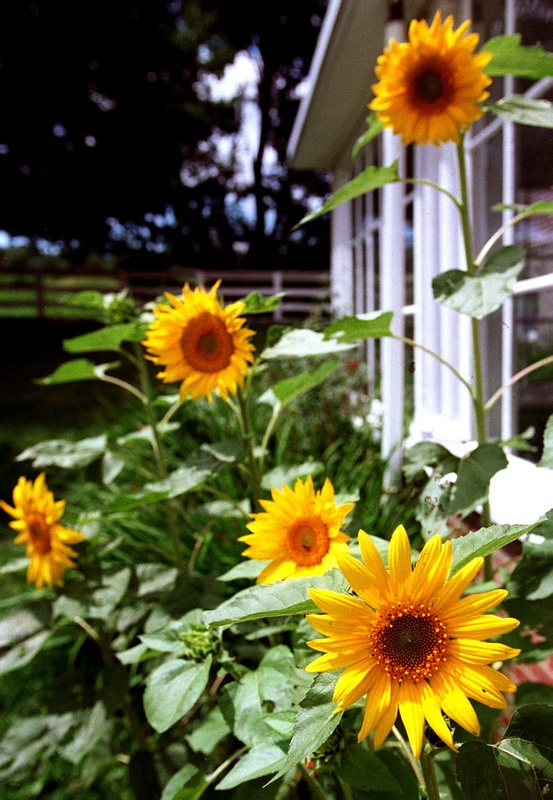 Sunflowers are among an array of flowers that can take your garden to new heights. John Ewing