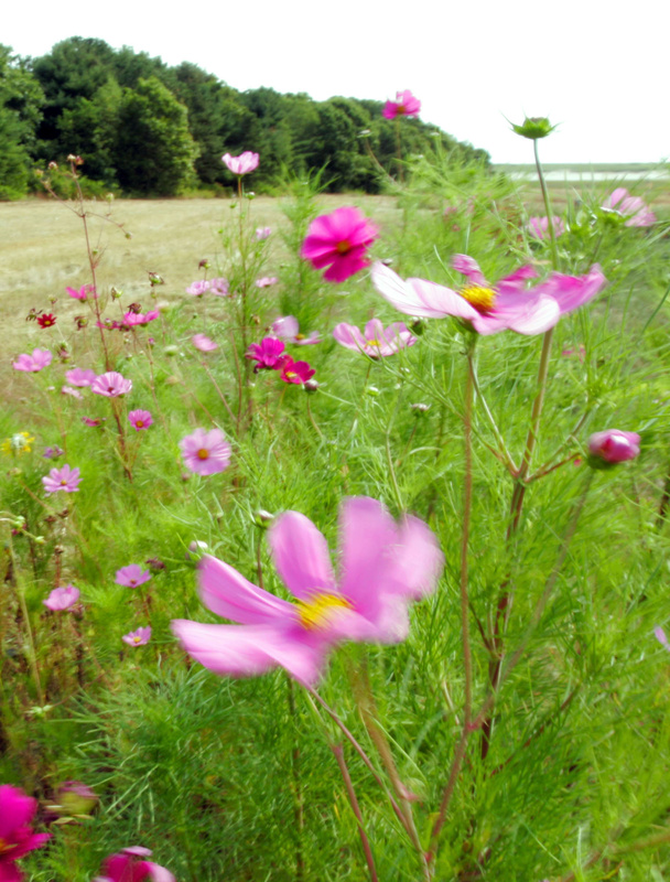 Delicate-looking cosmos with their fernlike leaves are tough as nails and easy to grow from seed.