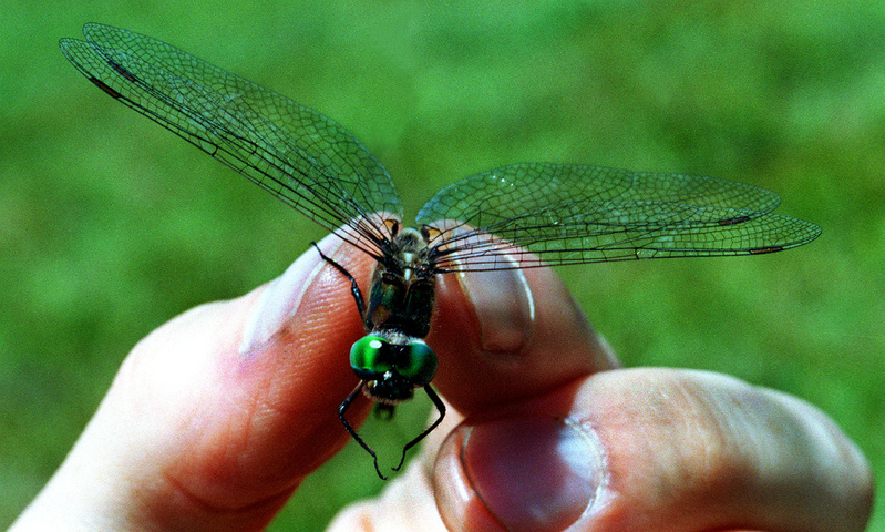 Dragonflies have some of the same characteristics as birds, including spectacular flying abilities. A new guide published by the Maine Natural Areas Program lists the birds, dragonflies, butterflies and other animal species that occur in each type of natural community in the state.
