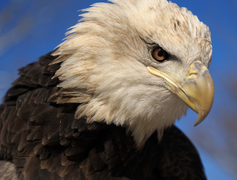 Lawrence, a bald eagle, will be part of presentations at the Maine Wildlife Park in Gray on July 3.