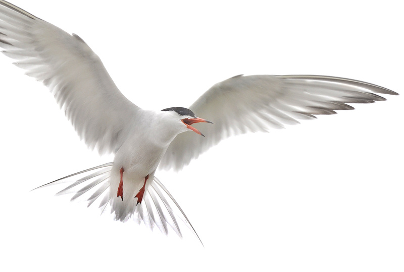 A common tern flies above its nest on Stratton Island, owned by the National Audubon Society. Boaters are welcome to visit the island, but not with their dogs.