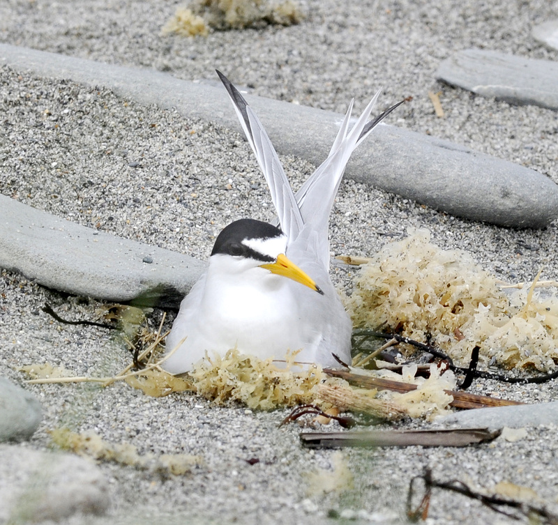 A least tern sits on her nest on Stratton Island.