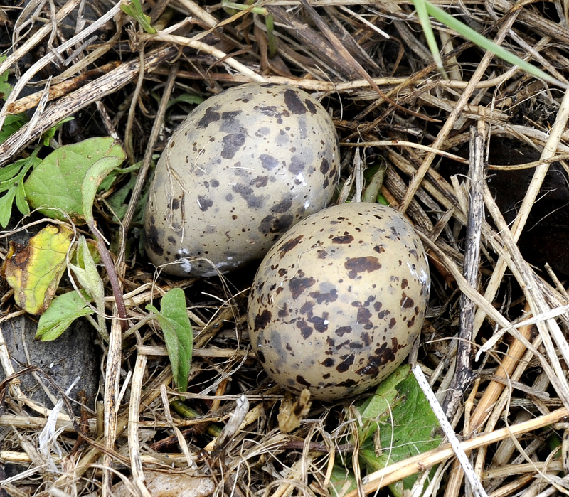 A pair of common tern eggs are waiting to hatch on Stratton Island.