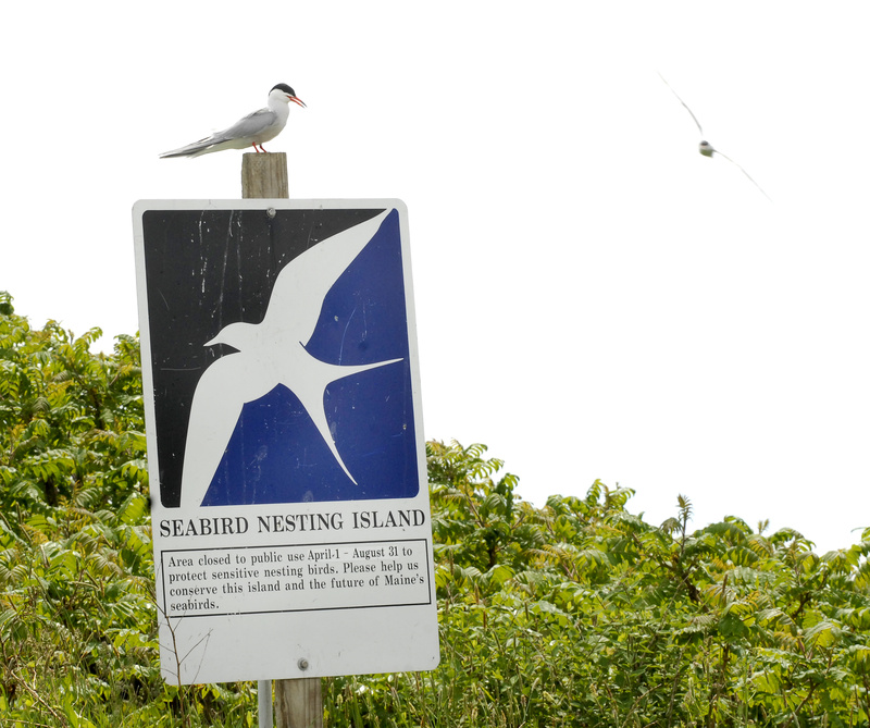 A common tern perches on a sign on Stratton Island cautioning visitors away from nests holding eggs.