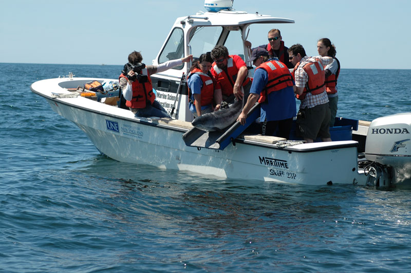 Staffers of the University of New England Marine Science Center and Marine Animal Rehabilitation Center in Biddeford release porpoise No. 12 about two miles off the coast this morning.