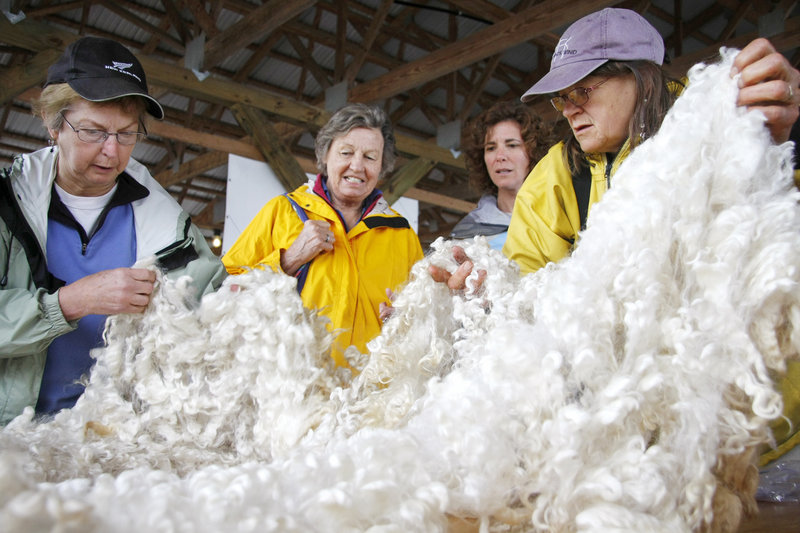 Maude March, left, helps spread fleece from a Lincoln long-wool ramfor judging as Ingrid and Atheline Wagner, center, look it over andBecky Bartovics, right, sees what it feels like.