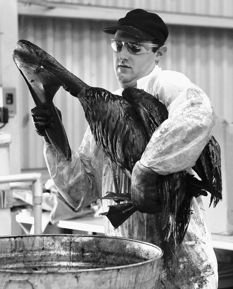 Patrick Hogan moves a brown pelican covered in oil to a decontamination tub at a facility set up by the International Bird Rescue Research Center in Buras, La., on Saturday.