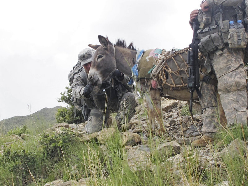Sgt. Jonathan Weeks of Ellsworth feeds an energy snack to a pack donkey Sunday during the climb up a steep mountain trail to the observation post.