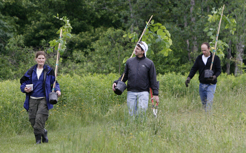 Rose Paul of The Nature Conservancy of Vermont, left, leads volunteers carrying elm tree saplings in Shelburne, Vt., on Thursday. The U.S. Forest Service hopes to spur efforts throughout New England to restore American elms to the landscape.