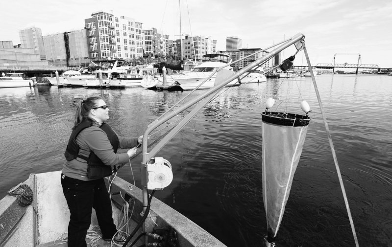Julie Masura, a researcher with the University of Washington-Tacoma, hauls in a collection filter that was pulled through the Thea Foss Waterway in Tacoma.