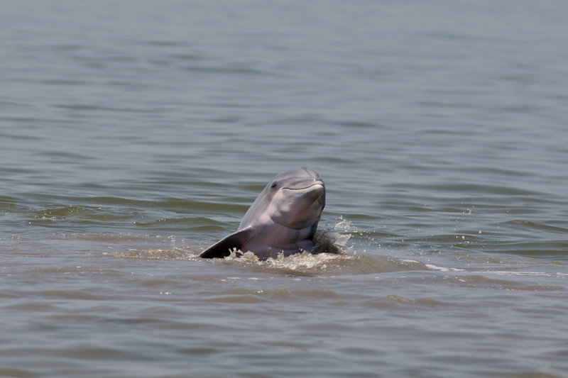 A dolphin rises out of the water near Grand Terre Island off Louisiana on Monday. Day by day, scientists in boats tally up dead birds, sea turtles and other animals, but the toll is surprisingly small. The vast nature of the spill means many will never be found.