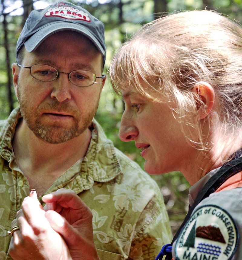 Forest entomologist Allison Kanoti and Portland Press Herald reporter Ray Routhier examine a bug while searching for hemlock woolly adelgid in Harpswell.
