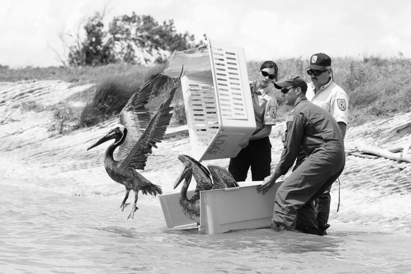 Pelicans are freed Wednesday at the Aransas National Wildlife Refuge in Texas after being rehabilitated from the Deepwater Horizon oil spill. The release of 62 brown pelicans was the largest since the rig exploded April 20, killing 11 workers. Advisories against swimming and fishing in the once-pristine waters were extended for 33 miles east of Alabama.