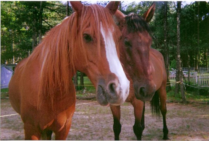 Horse ambassadors Lexxie and Fritz will make an appearance at Nonantum Resort in Kennebunkport today.