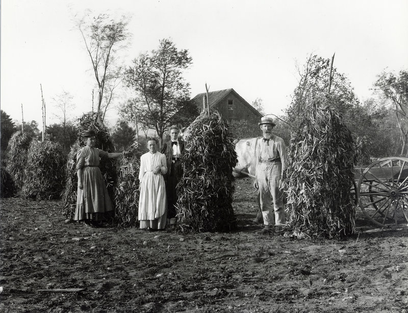 Beanstalks drying in Sanford in 1900