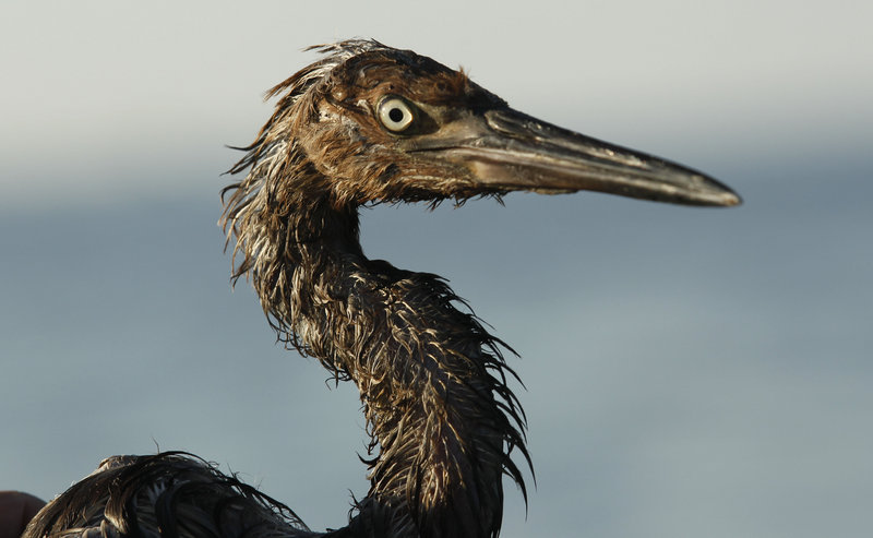 A bird emerges from the Gulf of Mexico covered with oil on the Louisiana coast Saturday. The mainstays of cleaning up after the BP disaster are the same tools used to fight the 1989 Exxon spill in Alaska.
