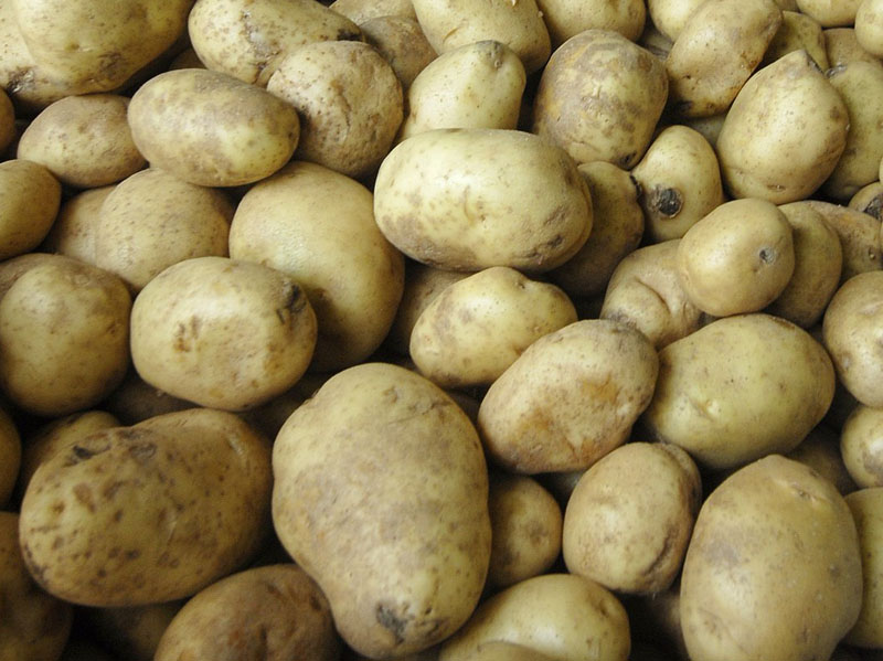 Maine-grown potatoes.
