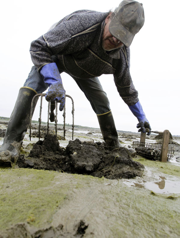 Clammer Bob Varney digs into the vast mudflats in Lubec. Generations of clam diggers have dug into the mud for tasty soft-shell clams. The harvest in Lubec has fallen by about 85 percent from 2006 to 2009.