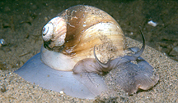 The northern moon snail.