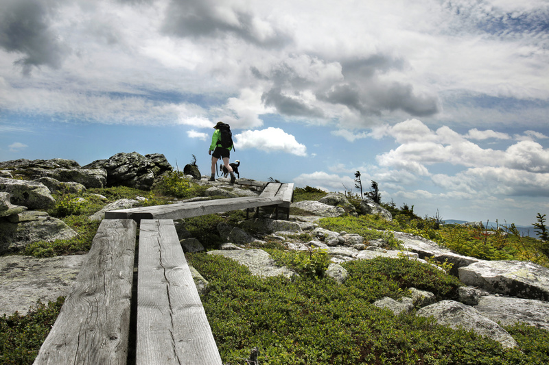 Parts of the Grafton Loop Trail that goes over Sunday River Whitecap are raised walkways designed to protect the fragile Alpine vegetation.