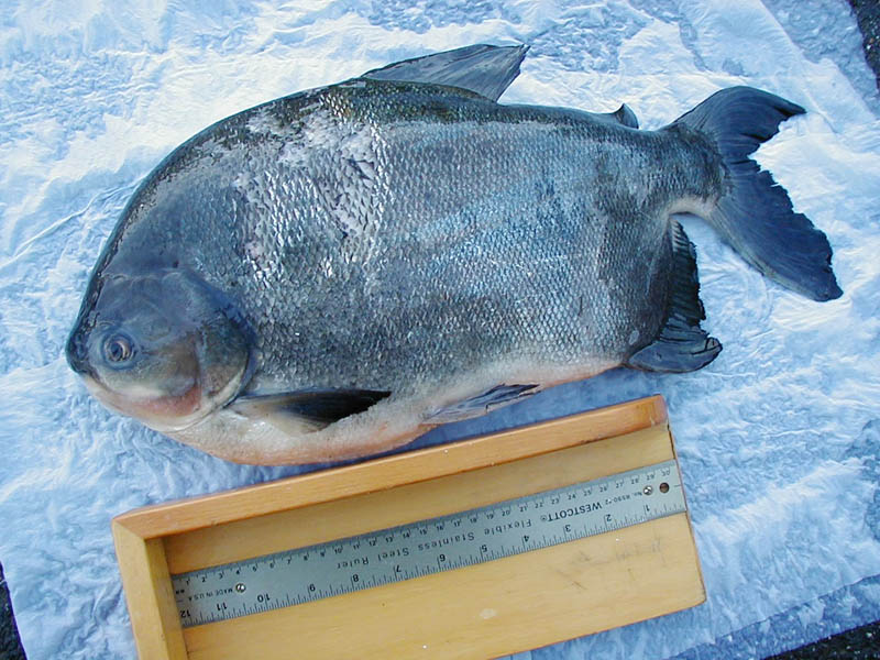 The Pacu is an ominvorouos fish native to South America.