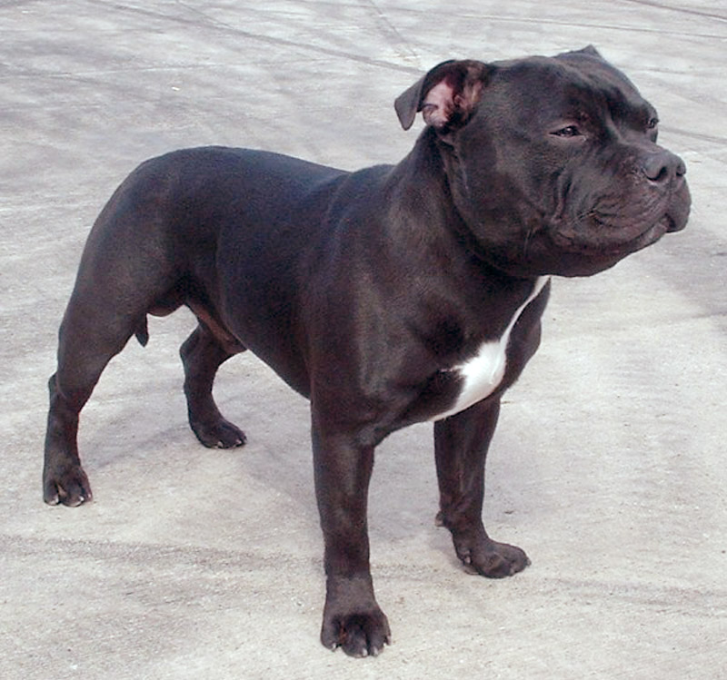 A Staffordshire bull terrier, one of the three breeds commonly recognized as a pit bull type dog.