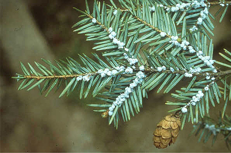 A Hemlock branch infested with Hemlock Wooly Adelgid.