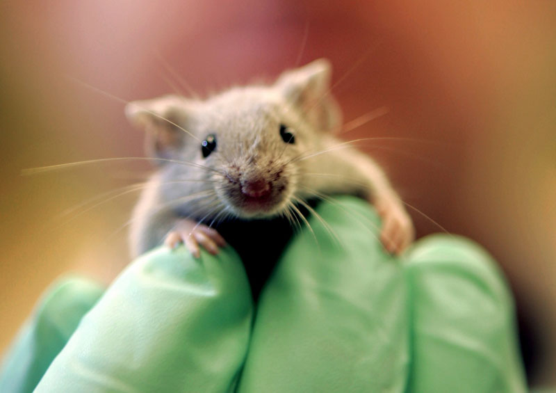 A laboratory mouse climbs on the gloved hand of a technician at the Jackson Laboratory in Bar Harbor, Maine. The lab ships more than two million mice a year to qualified researchers.