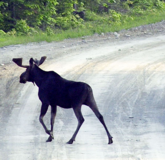A bull moose crosses a logging road near Kokajo, Maine, on the eastern side of Moosehad Lake in 2001.