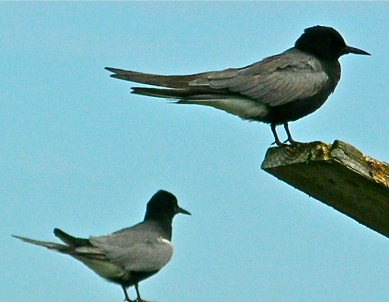 Black terns nest around the bog, and their acrobatics are a treat to watch.