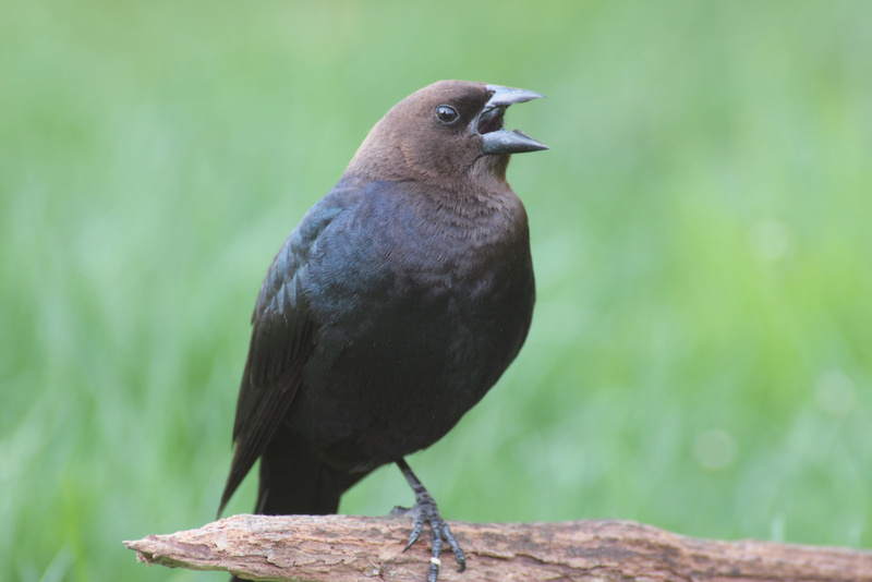 A male brown-headed cowbird. Females lay eggs in the nests of other birds, such as the yellow warbler, below, a practice called brood parasitism.
