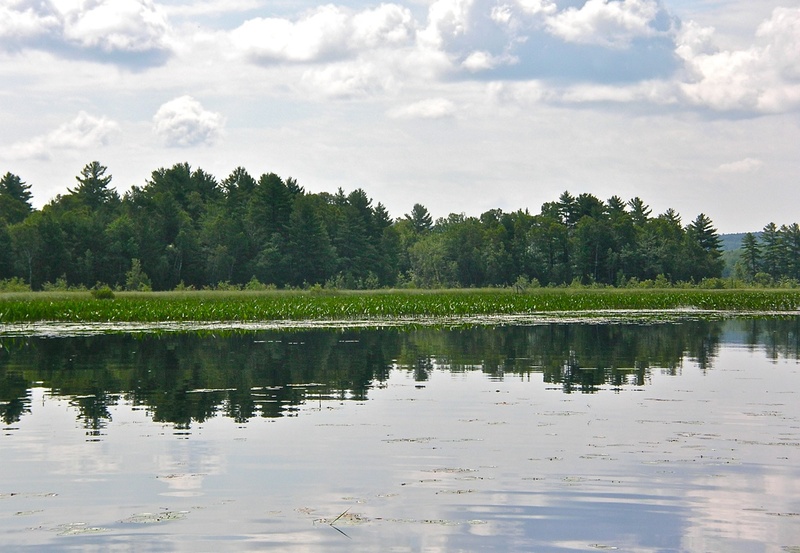 The Carlton Bog in Troy has open channels, but seeing the flowers and plants along the shoreline requires paddling through carpets of lily pads and pickerelweed.