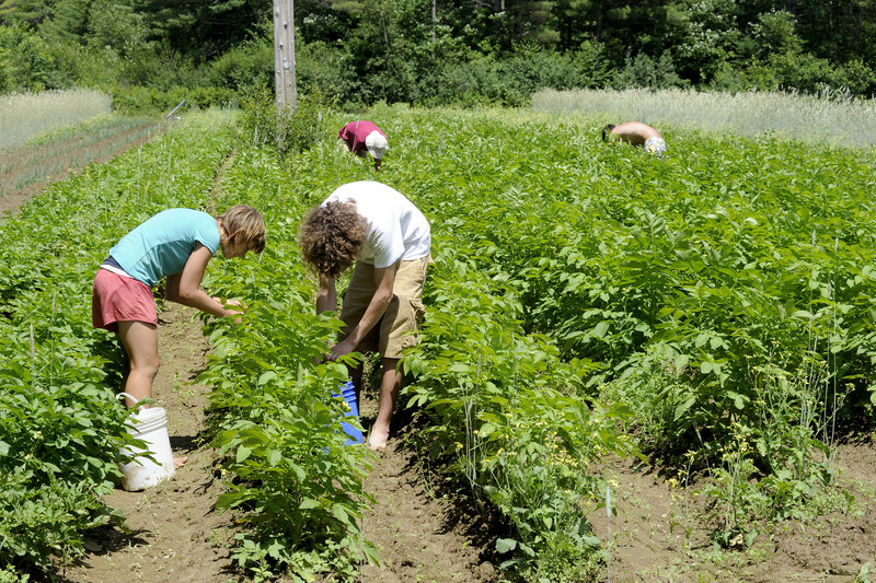 Kelsey Webb and her brother Christian remove potato beetles from plants at Meadowood Farm in Yarmouth. Maine farmers, including Meadowood’s Bruce Hincks, want the USDA to reverse a decision to exclude potatoes from the WIC food program.