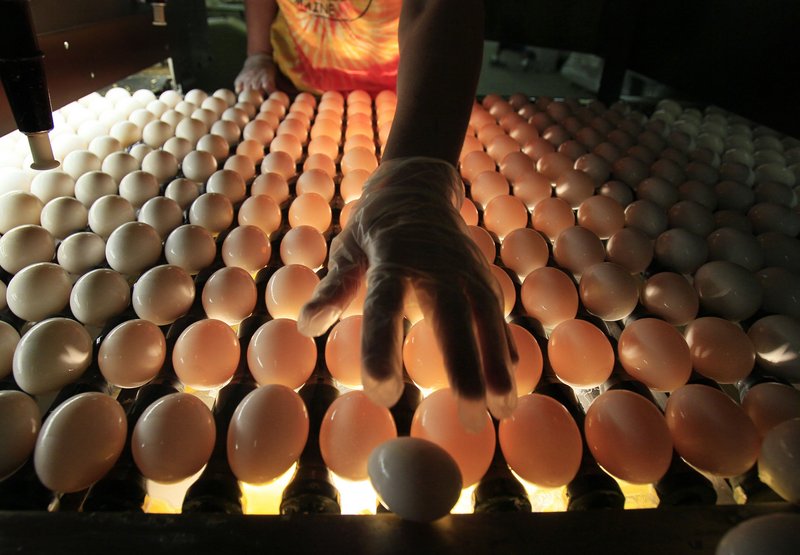An inspector from the U.S. Department of Agriculture checks eggs at the former DeCoster Egg Farm in Turner. New England’s largest egg farm is taking steps to improve conditions for its 5 million hens after it was fined recently.