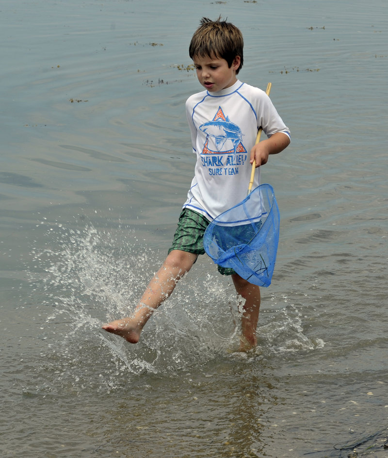 Max Rabey, 6, of Cumberland looks for crabs Tuesday at Sandy Point Beach on Cousins Island in Yarmouth.