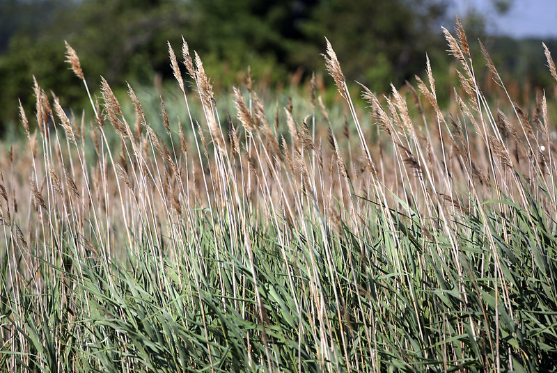 Phragmites australis, also known as common reed, can be seen along Route 1 near the Scarborough Marsh. A GPS survey July 18 will help map the invasive species.