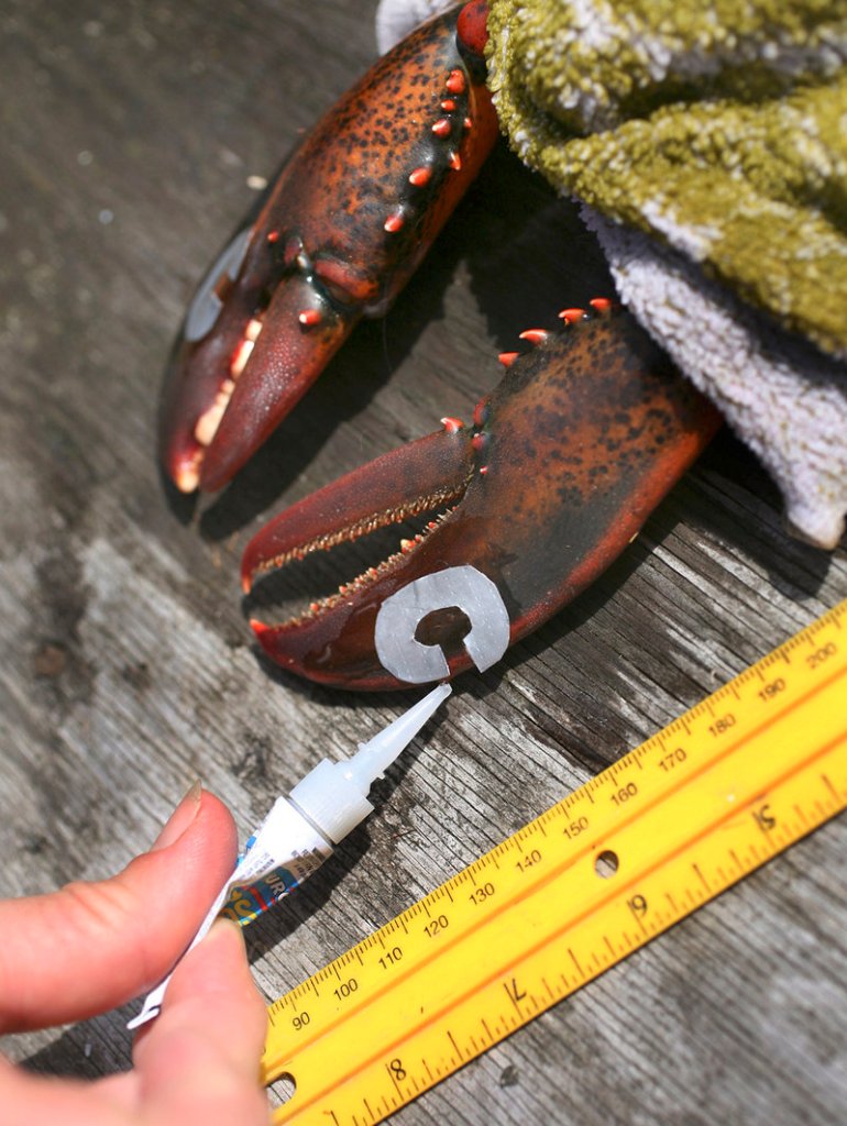 Diane Cowan tags a lobster claw by applying Super Glue to duct tape. Even after decades of study, much about the lobster is unknown.