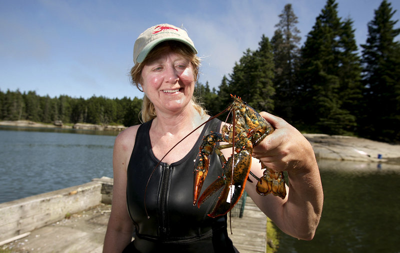 Diane Cowan, executive director of the Lobster Conservancy, inspects a lobster at the lobster pound at the Lobster Conservancy on Friendship Long Island.