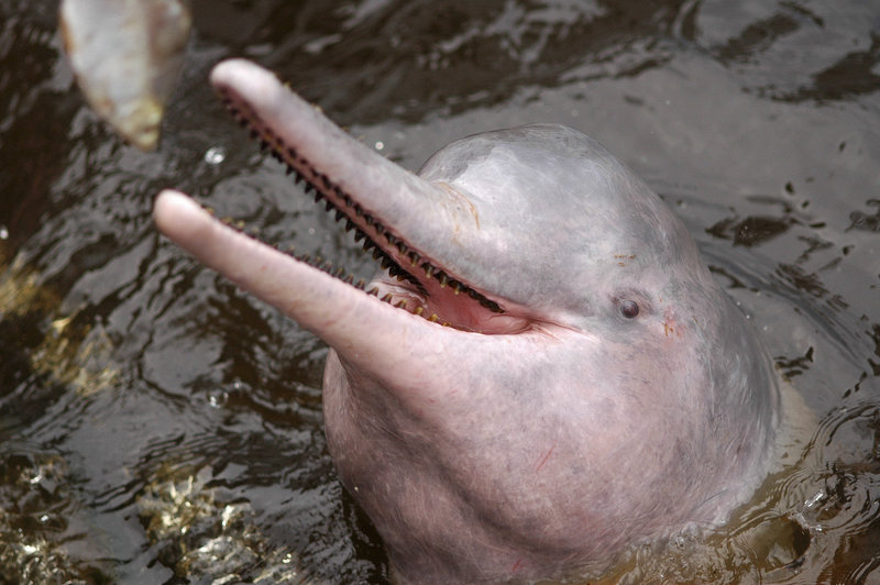 An Amazon river dolphin swims in the Airao River in Amazonas state, Brazil, in 2005.