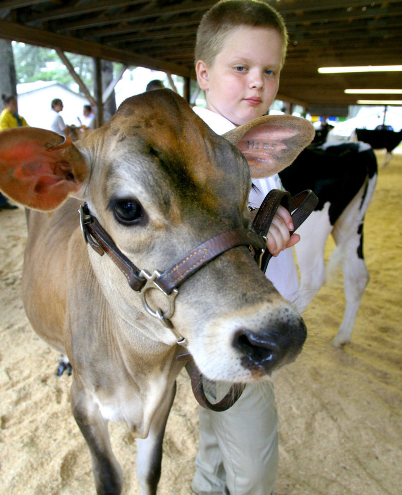 Keltan Tanguay, 10, of Gorham waits to show his 5-month-old Jersey dairy cow Miranda during the 4-H and Open Dairy Cattle Show.