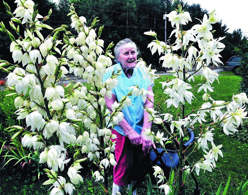 Maria Corson looks over the flowering yucca plant in her West Athens yard on Friday. This is the first time the plant, which is native to the Southwest, has flowered since Corson received it 25 years ago.