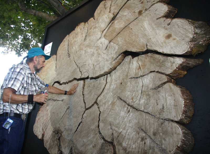 Mike Farrell of Whitefield feels a giant slab from Herbie, the Yarmouth elm tree that was cut down in January.