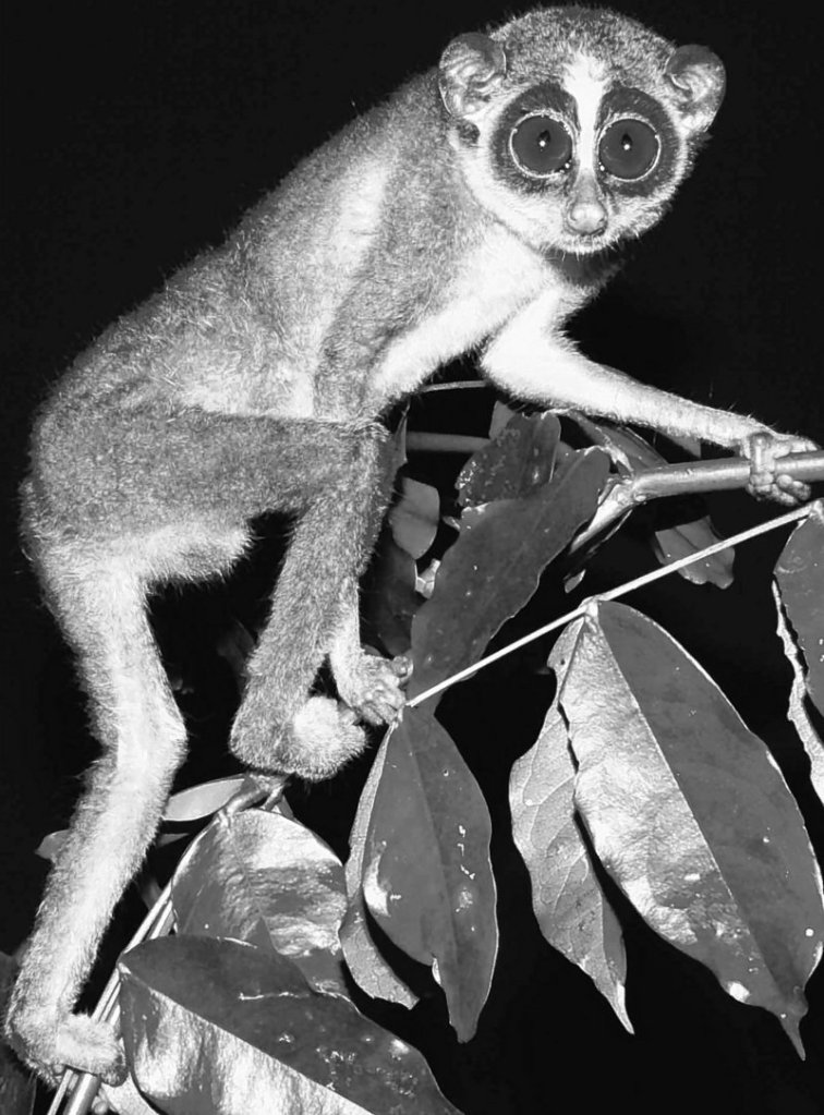 Researchers in a central Sri Lankan forest have photographed the Horton Plains slender loris,, feared extinct for more than 60 years, the Zoological Society of London said Monday.
