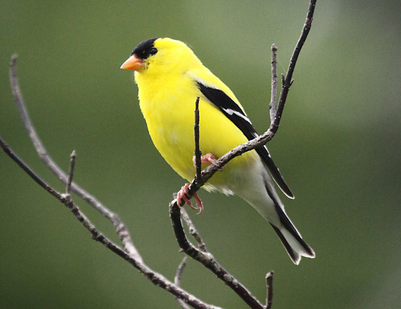 This male goldfinch was spotted at Capisic Park in Portland by David L. White.